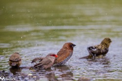 Astrild ondulé au bain avec coutil et cardinal