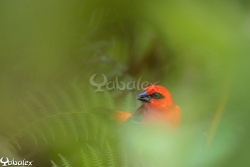 Cardinal male - foudi de madagascar