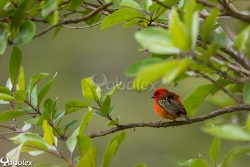 Cardinal male - Yabalex photo