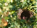 Le nid du merle maurice est parfois très accessible dans les jardins.