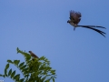 Parade du mâle, oiseau à longue queue devant la femelle. _MG_4296