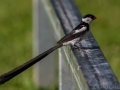 Mâle veuve dominicaine, oiseau avec sa longue queue en période de reproduction_MG_1195