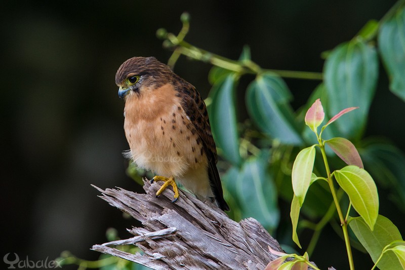 Crécerelle des Seychelles - Falco araea - Seychelles Kestrel. A Copolia, Mahé.