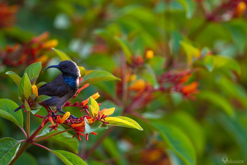 Souimanga des Seychelles - Cinnyris dussumieri. Petit oiseau nectarivore que les seychellois nomme Kolibri.