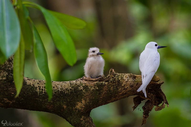 Gygis blanche - Gygis alba. A La Digue, Seychelles.
