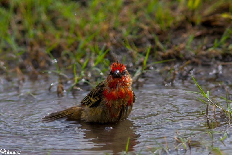 cardinal trempé dans l'eau