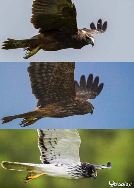 Juvénile, femelle et papangue mâle en vol