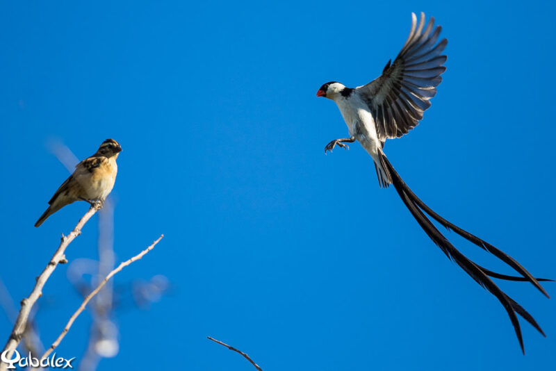 Veuve dominicaine à La Réunion, mâle qui parade en vol devant la femelle. un oiseau avec une grande queue