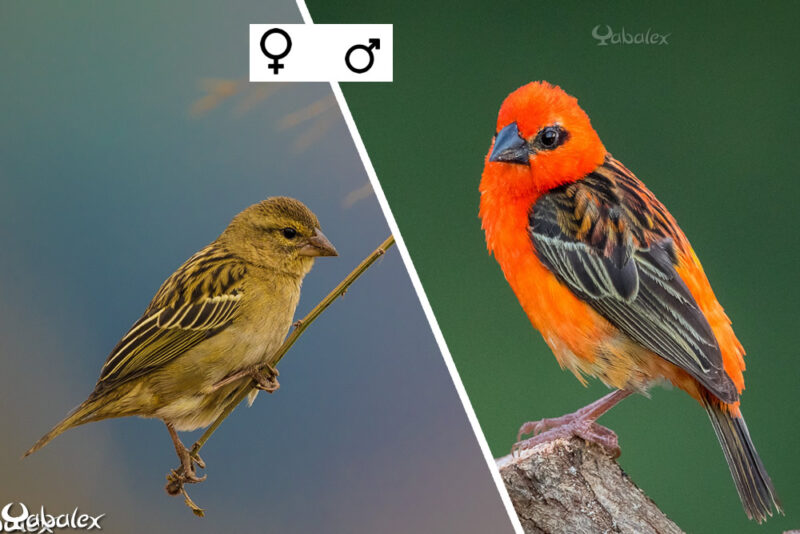 foudi de madagascar (cardinal) femelle et male - Yabalex