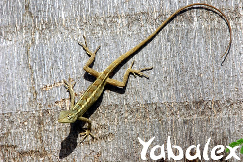 Caméléon - Agame arlequin - Calotes versicolor