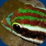 Gecko vert de Manapany