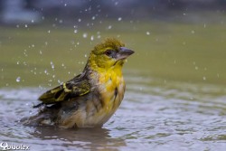 Bellier au bain pour se rafraichir et nettoyer son plumage pendant l'été - photo yabalex