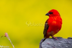 Cardinal male - foudi de madagascar