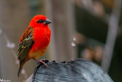 oiseau rouge en plumage nuptial