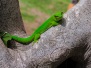 Grand gecko vert malgache