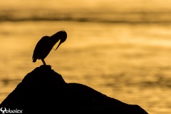 Hérons strié  au coucher de soleil à Bassin piroque - Yabalex