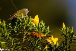Oiseau-lunettes vert et fleur jaune - Yabalex