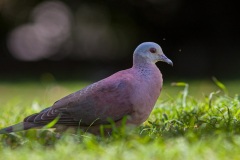 a hauteur de la tourterelle malgache au jardin de l'état