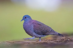 pigeon ramier de La Réunion