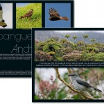 Oiseaux d'Outre-mer, notre nature, réalisée dans le cadre du programme européen de conservation LIFE+ CAP DOM