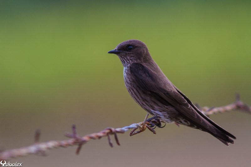 hirondelle de bourbon - Yabalex