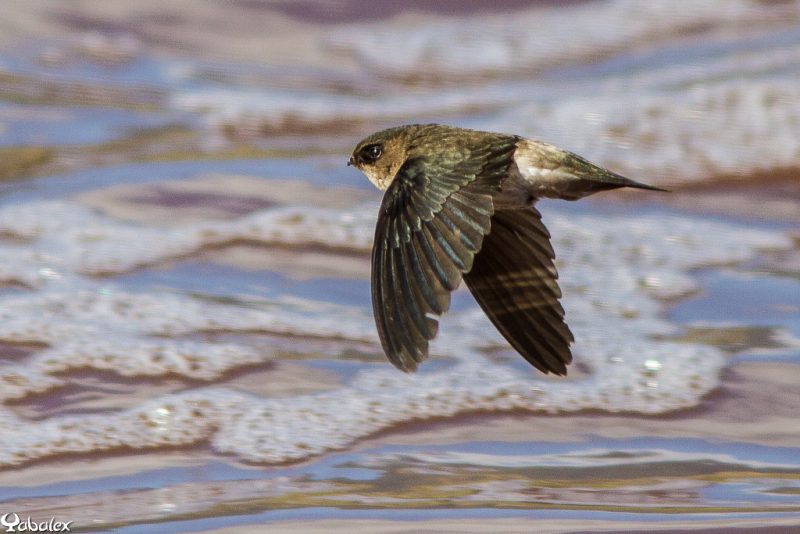 Salangane des mascareignes - Yabalex