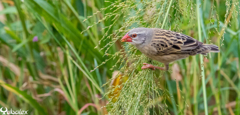 femelle se nourrit sur herbe