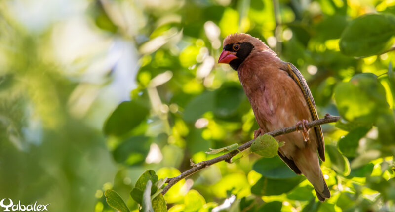 Quelea quelea male - Yabalex