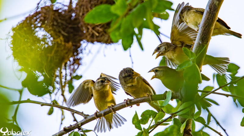 juvénile quelea et femelle