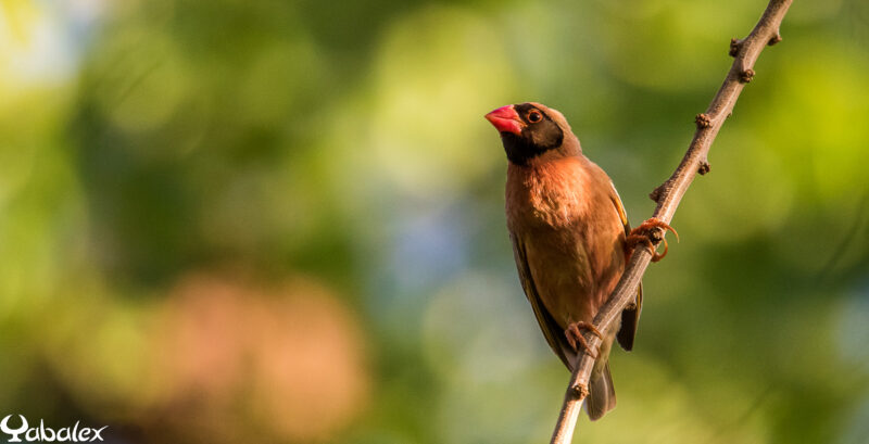 male quelea à La Réunion