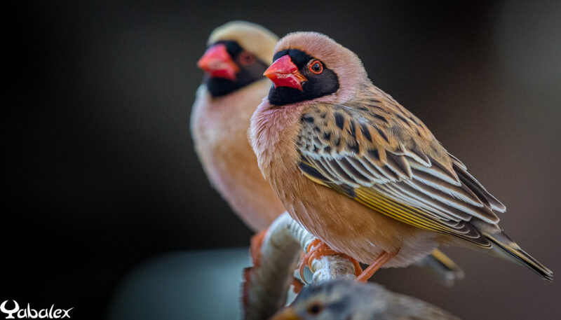 male quelea quelea - Yabalex