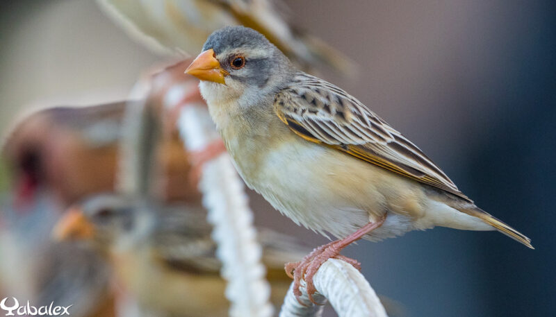 femelle travailleur à bec rouge - Yabalex