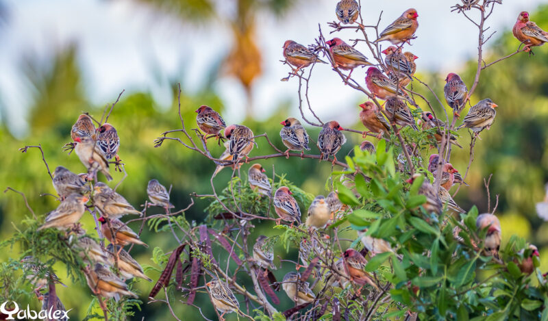 colonie de quelea à Saint-Joseph, La Réunion