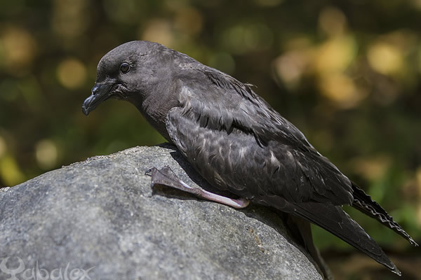 Petrel noir de Bourbon - Pseudobulweria aterrima