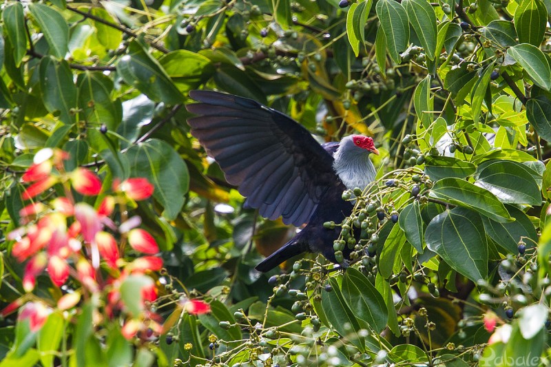 Founingo rougecap - Alectroenas pulcherrima - Seychelles Blue-Pigeon. A Copolia, Seychelles