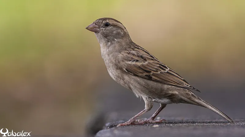 moineau domestique femelle - yabalex