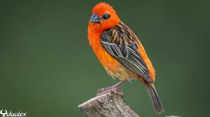 mâle foudi de Madagascar