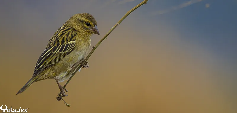 femelle Foudi de Madagascar - Yabalex