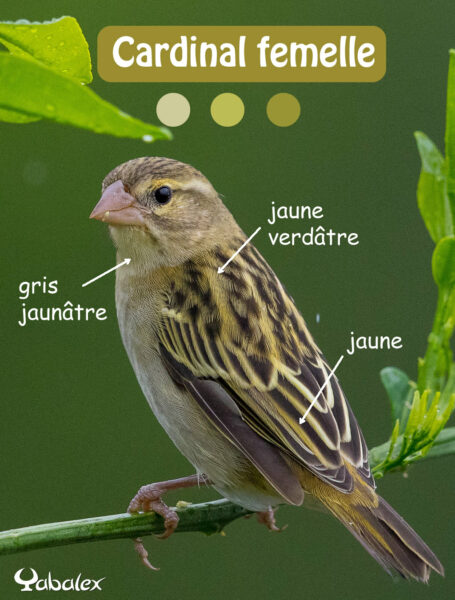 différencier les femelles de le foudi de Madagascar (cardinal) du moineau domestique