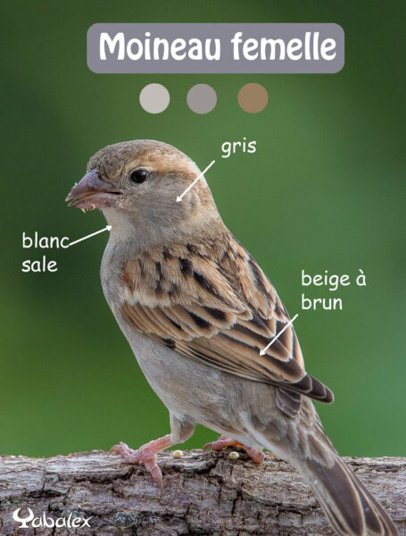différence entre cardinal et moineau femelle