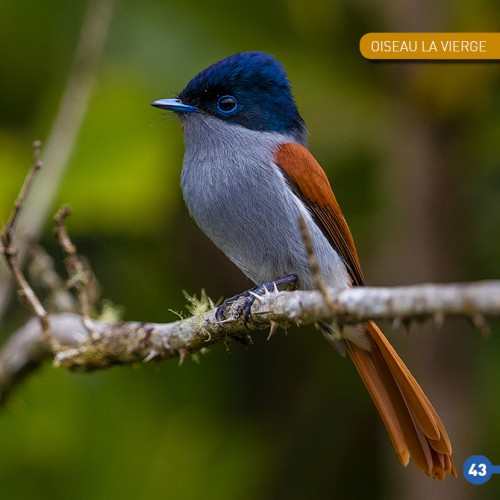 photo d'oiseau la vierge - yabalex - livre oiseaux réunionnais