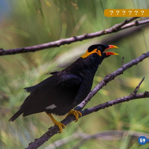 mainate dans l'essentiel des oiseaux réunionnais - Yabalex - SEOR - Orphie