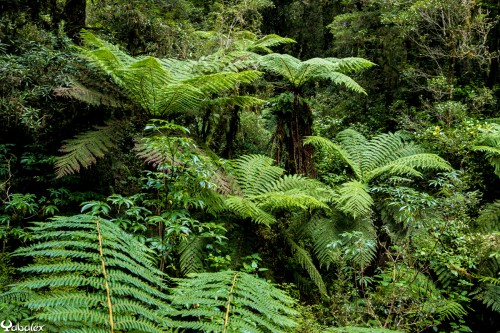 Fougère arborescente - New Zealand