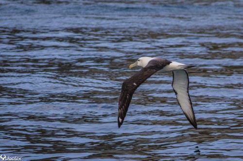 Albatros - Plus de 3m d'envergure