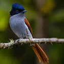 Chakouat - Oiseau la vierge - Terpsiphone de Bourbon - Terpsiphone bourbonnensis - Mascarene Paradise Flycatcher