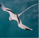 paille-en-queue - Phaéton à bec jaune - Phaethon lepturus - White-tailed Tropicbird