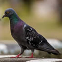 Pigeon - Pigeon biset - Columba livia - Rock Dove