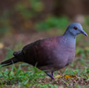 Ramier - Pigeon de Madagascar - Nesoenas picturata - Malagasy Turtle Dove
