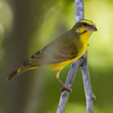 Serin péi - Serin du Mozambique - Crithagra mozambica - Yellow-fronted Canary