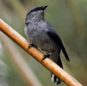 Tuit-tuit - Échenilleur de La Réunion - Coracina newtoni - Reunion Cuckooshrike
